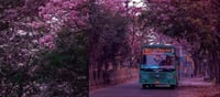 పర్యాటకులను ఆకర్షిస్తున్న బెంగళూరు రోడ్స్..!!